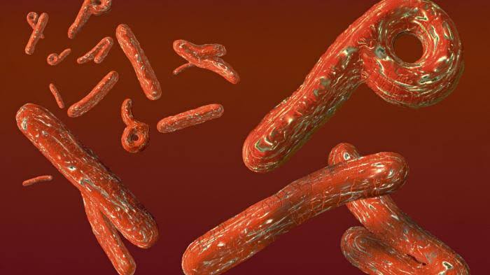 WHO Tuding Tanzania Rahasiakan Penyebaran Virus Ebola