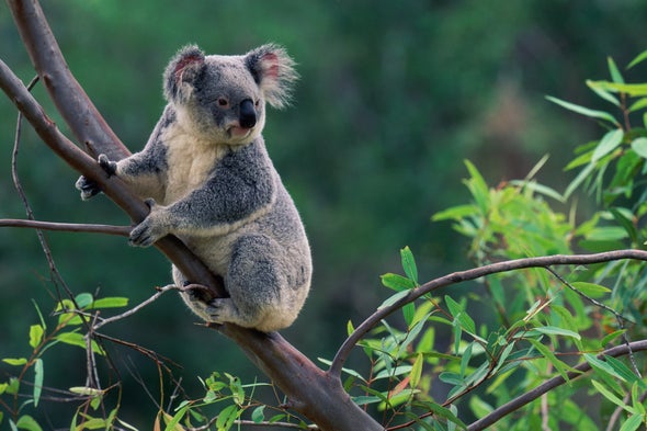 Ratusan Koala di Australia Diduga Mati Karena Kebakaran Hutan