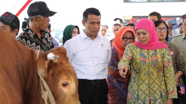 Populasi Sapi Indonesia Meningkat 5 Juta Ekor