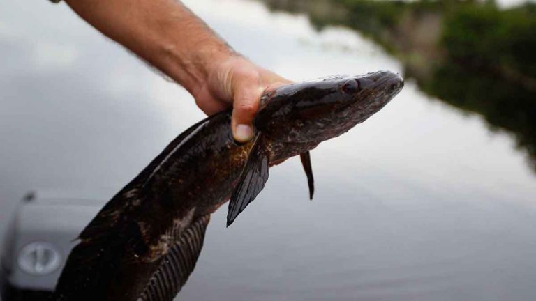 Snakehead Invasif Ditemukan di Georgia