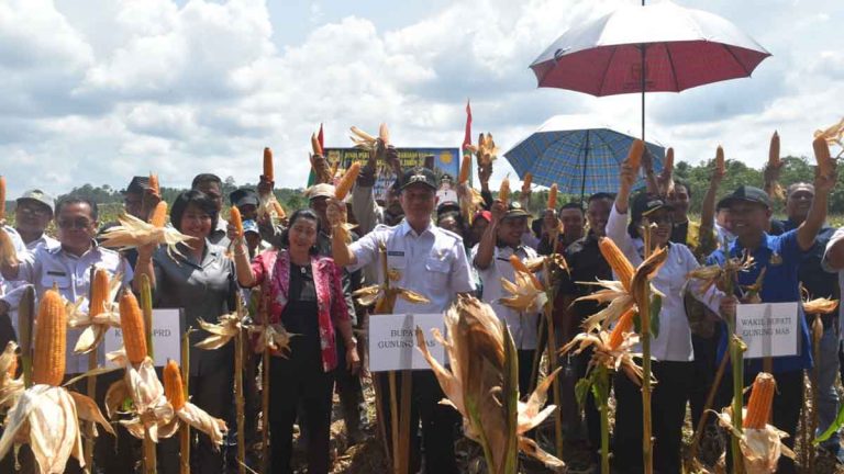 Tingkatkan Jagung Hibrida, Pemkab Gunung Mas Adakan Panen Perdana