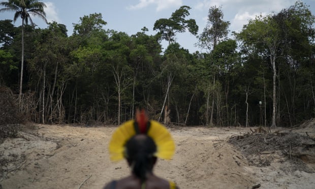Lebah Amazon; Sekutu untuk Menghentikan Perusakan Hutan