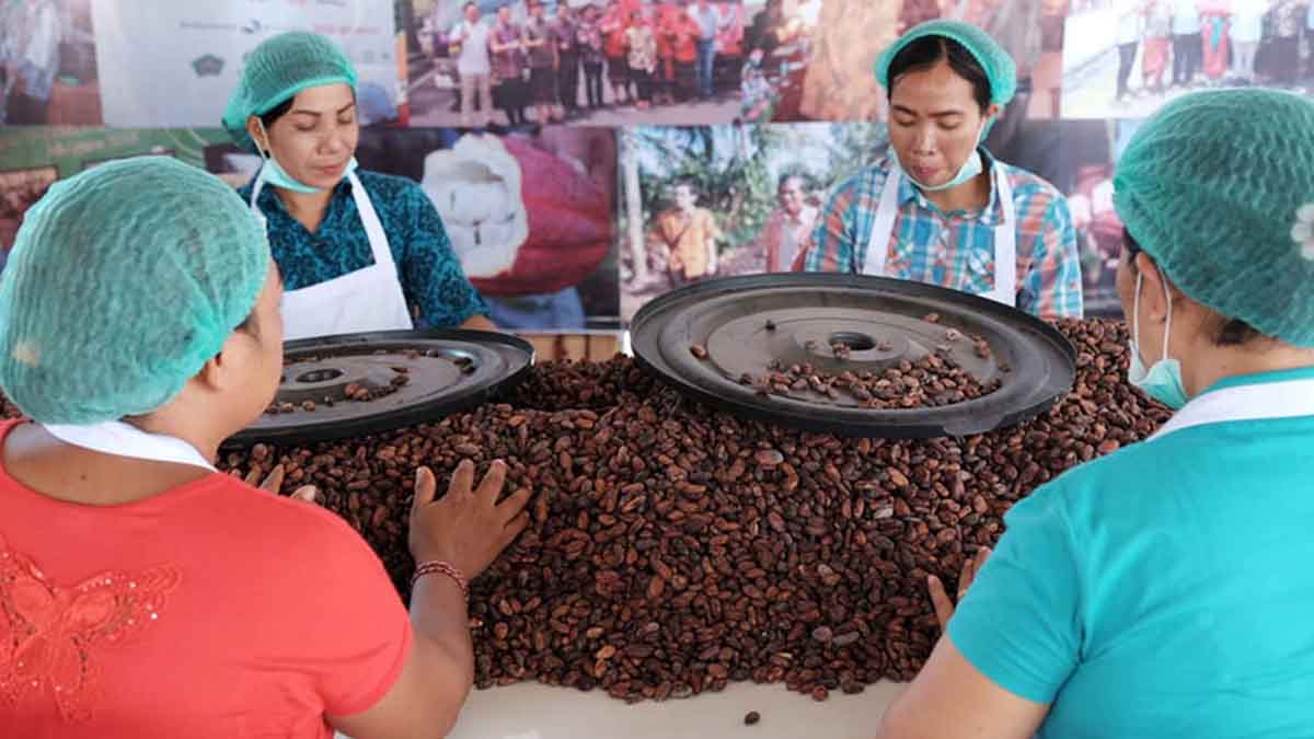Dukung Ekspor Kakao, LPEI Resmikan Desa Kakao Devisa
