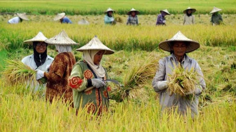 Nilai Tukar Petani Riau Periode November Naik 2,34%