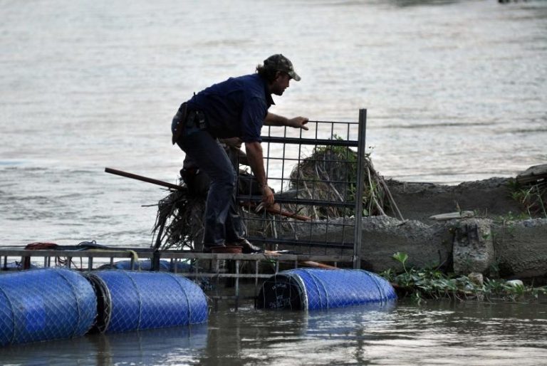 Penangkapan Buaya Berkalung Ban