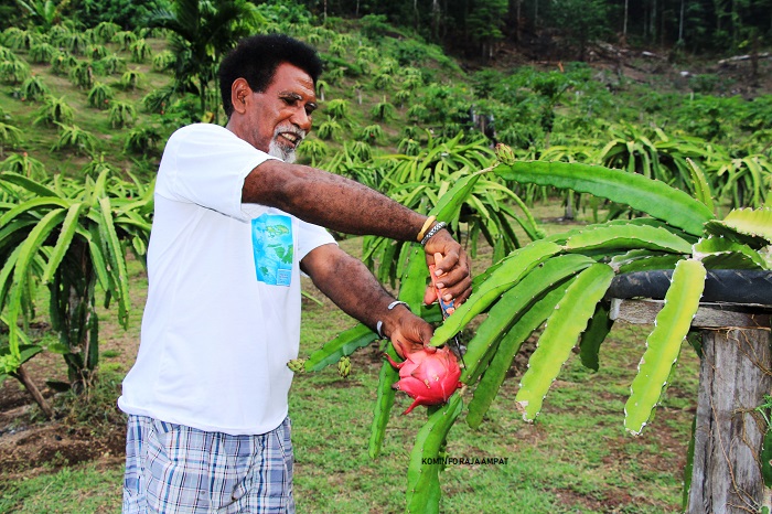 Keis Burdam dan Manisnya Buah Naga dari Papua