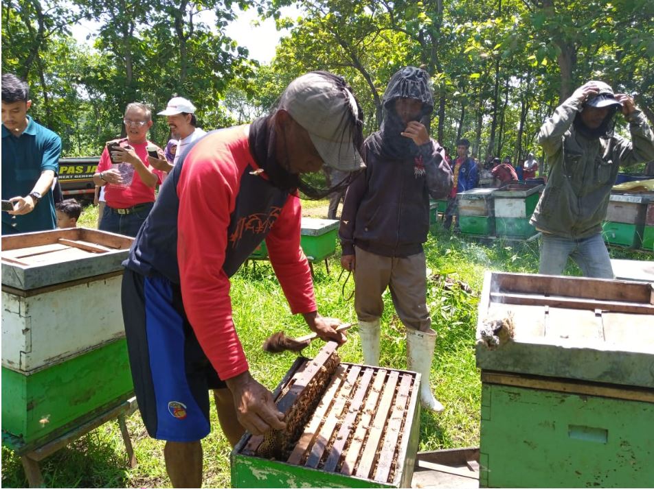 Panen Madu Hutan Sugihan, Pengunjung Boleh Mencicipi Sepuasnya