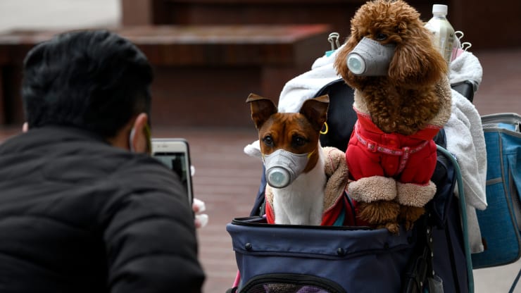 Seekor Anjing di Hong Kong Dinyatakan Positif Virus Corona