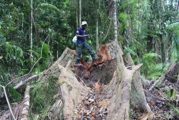 Komisaris CV SBM Sebagai Tersangka Illegal Logging