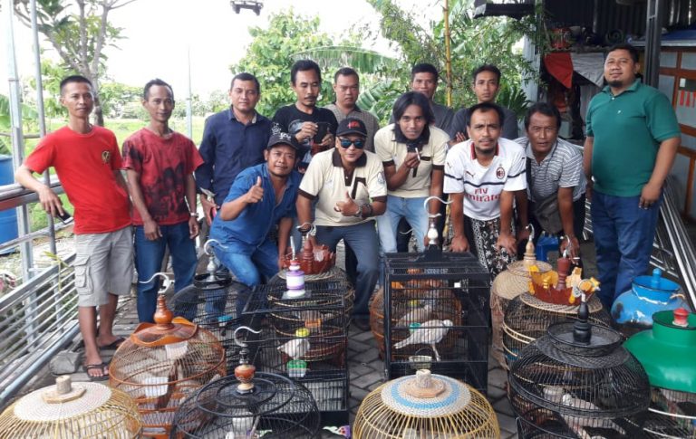 Lestarikan Burung Bersejarah Asli Jawa, Komunitas G3P Gresik Gelar Kopdar dan Gantangan Bareng