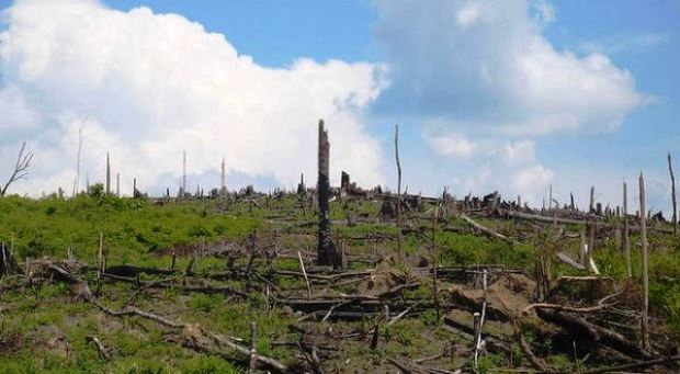 Ibu Kota Negara Baru dan Deforestasi Hutan Kaltim