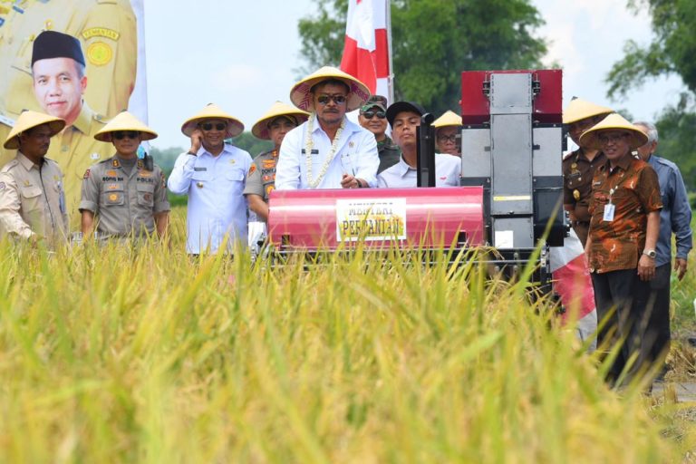 Harga Gabah Tinggi, Petani Mandailing Rayakan Panen di Tengah Pandemi