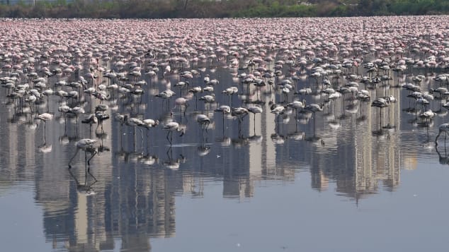 Ribuan Flamingo Bertebaran di Mumbai Selama Masa Lockdown