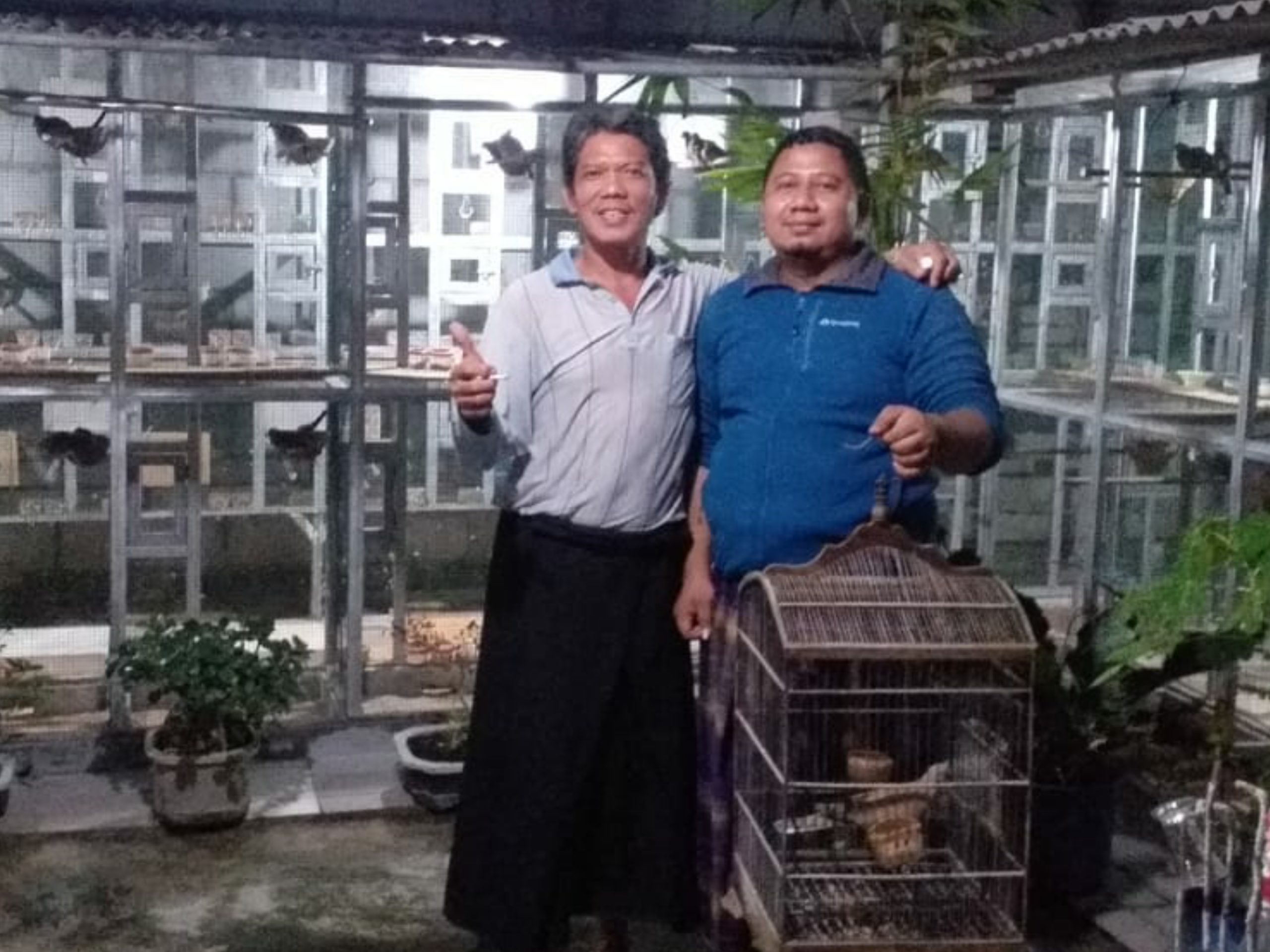 Meski Pandemi Corona, Penjualan Burung Java Endemic Stabil