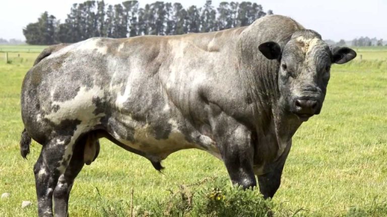 Belgian Blue