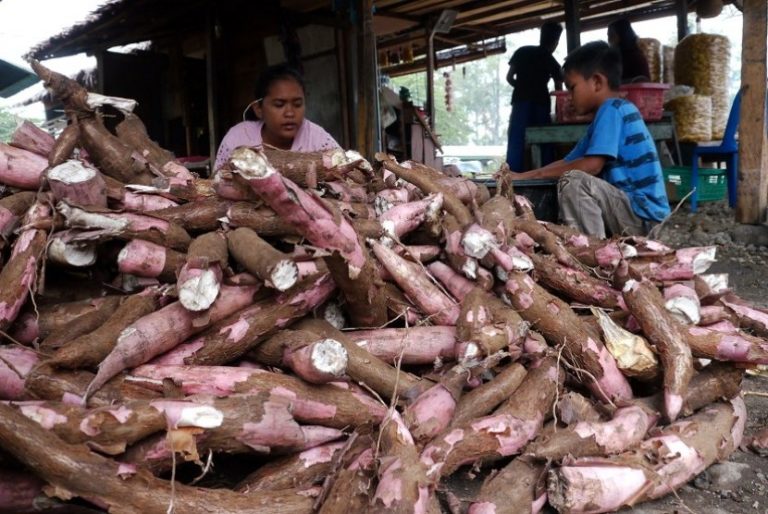 diversifikasi Ubi Kayu