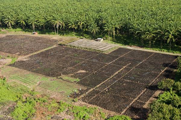 Greenomics Indonesia: 83,22% Ekspansi Sawit di Tanah Papua Sejak Era SBY