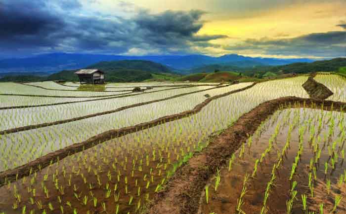 Perlindungan Lahan Pertanian dengan Agenda Pembangunan Nasional Tidak Sinkron