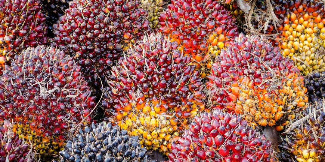 Indonesia Intensifkan Kampanye Minyak Kelapa Sawit