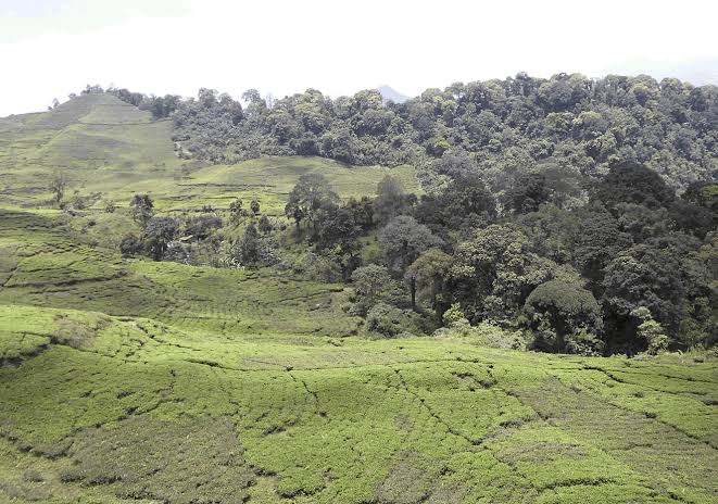 FWI Sebut Hutan Indonesia Hilang Setara 75 Kali Yogyakarta