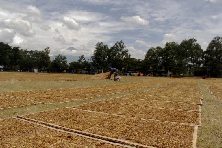 Petani Luar Daerah Rela Turun ke Temanggung untuk Jemur Tembakau