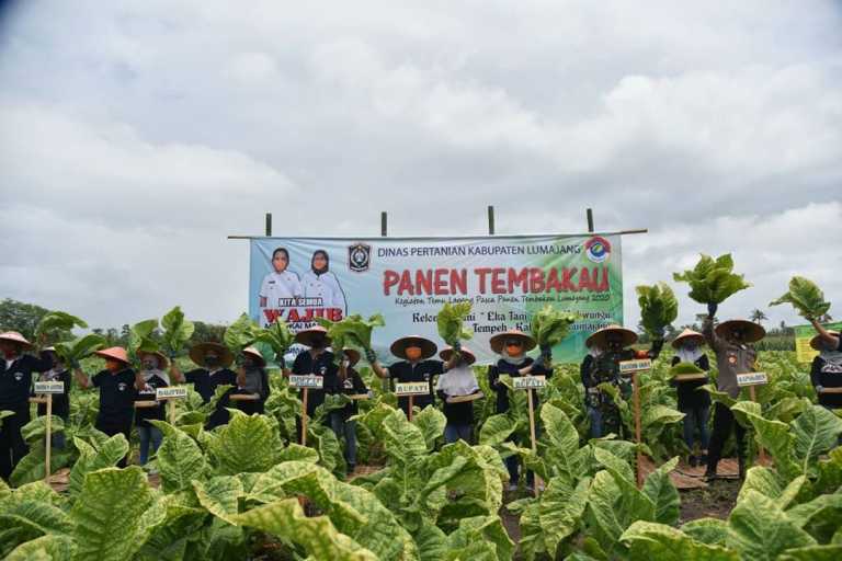 Bupati Lumajang Panen Tembakau Bersama Masyarakat di Desa Kaliwungu