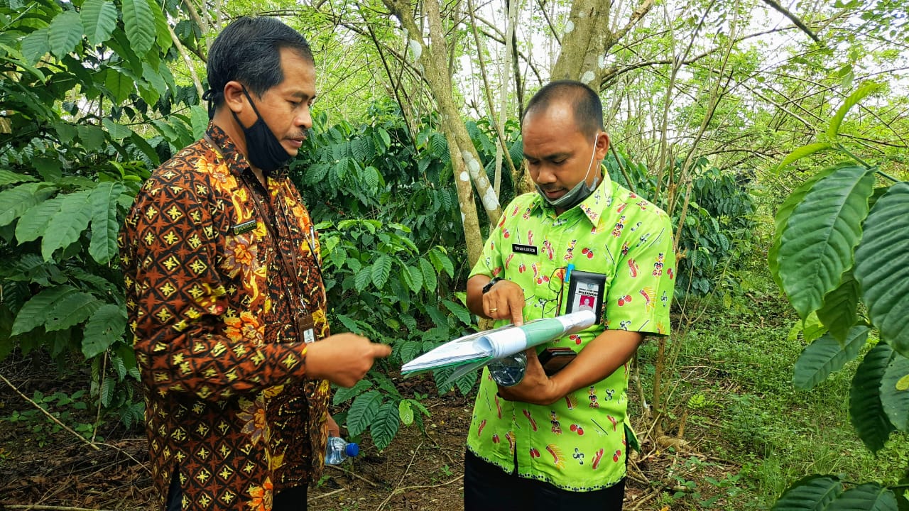 Kopi di Kawasan Transmigrasi