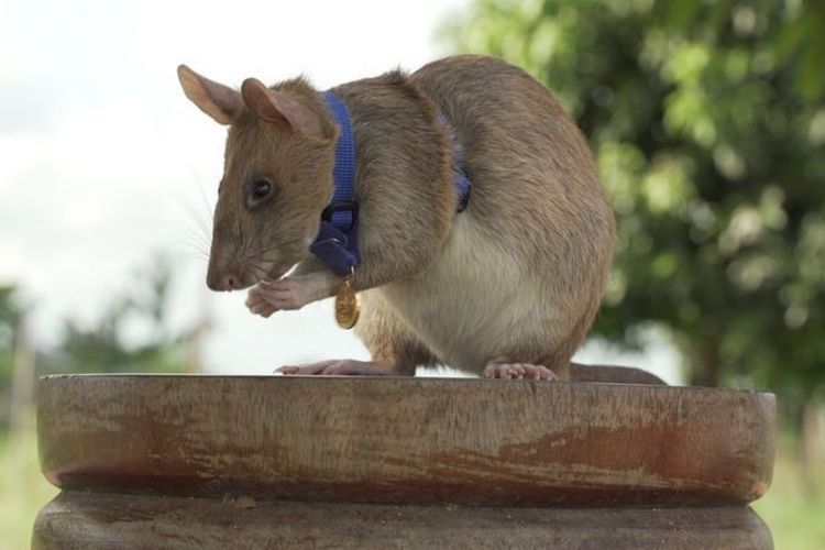 Mampu Mendeteksi Puluhan Ranjau, Seekor Tikus Raih Medali Penghargaan