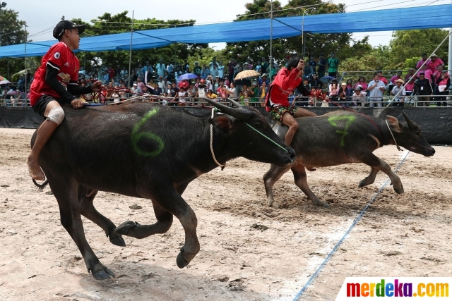 Thailand Tetap Gelar Festival Balap Kerbau Tahunan di Tengah Pandemi