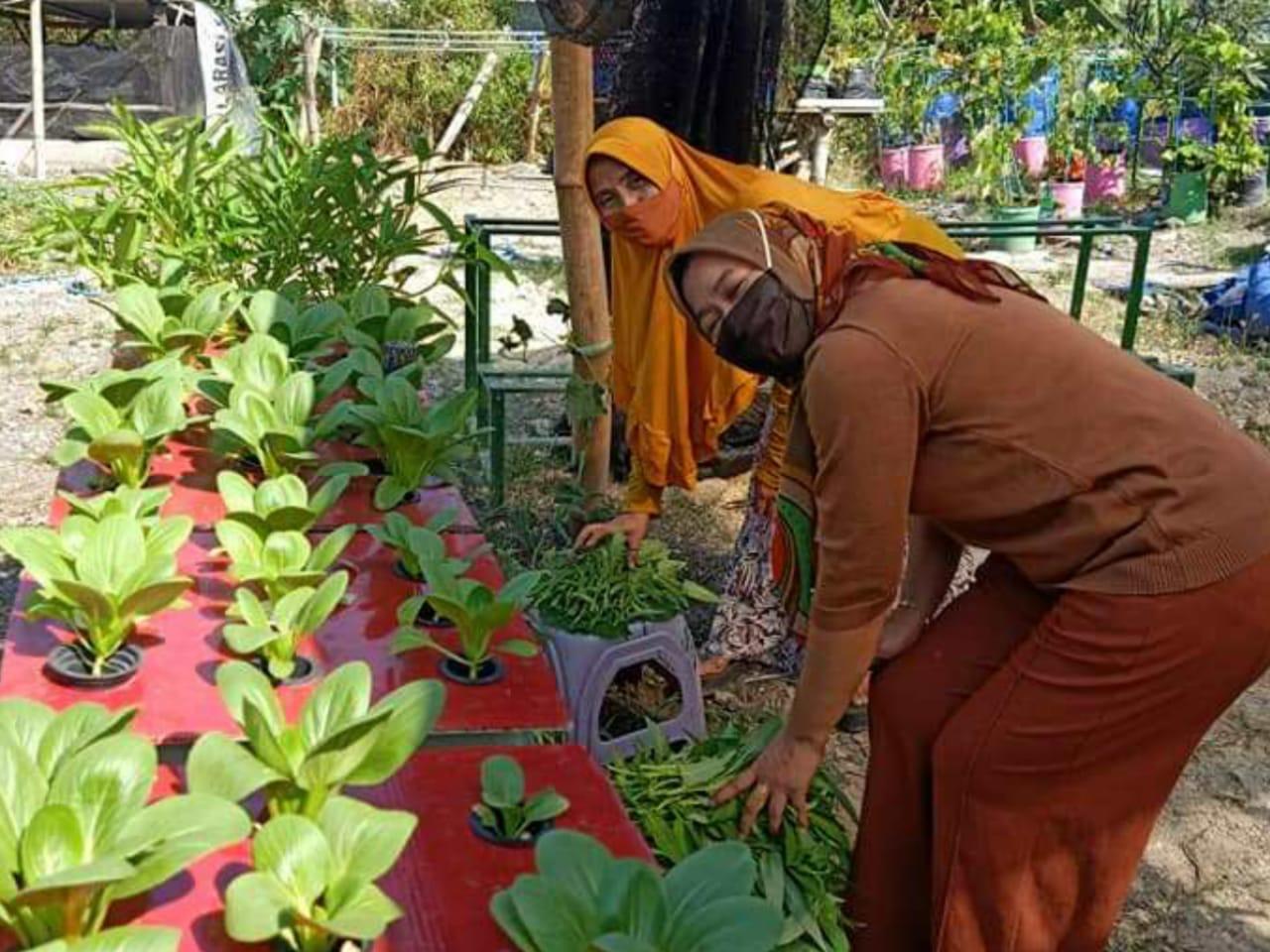 Serunya Ibu-Ibu di Gresik, Panen Sayur di Kebun Hidroponik