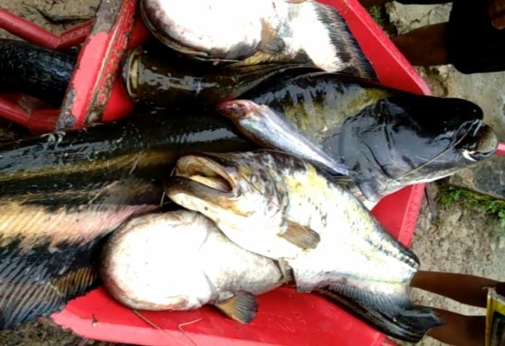 Rejeki Nomplok, Warga Retok Tangkap Ikan Tapah 50Kg