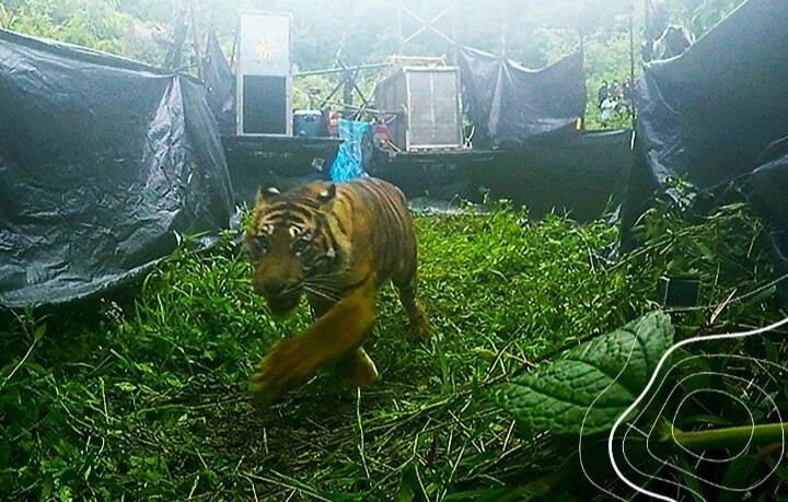 KLHK Sumbar Lepas Sepasang Harimau Sumatera ke Habitat Asalnya