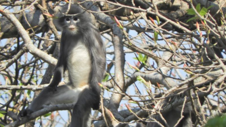 Lutung Popa