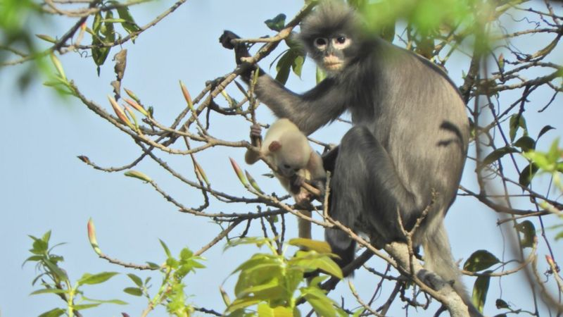 Baru Ditemukan, Lutung Popa Sudah Terancam Punah