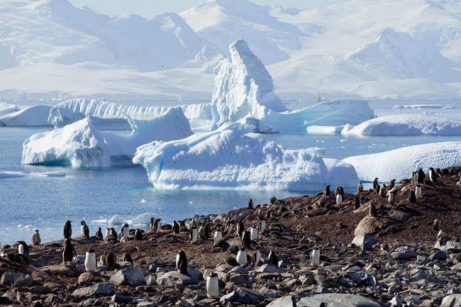 Benua Terakhir yang Sebelumnya Tidak Tersentuh, Covid-19 Capai Antartika
