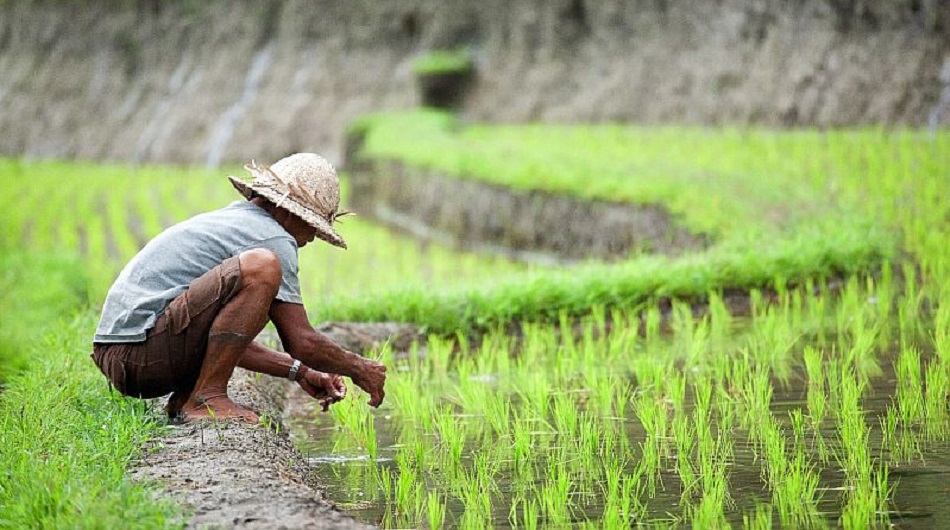 Ekonom Indef: Sejak 2011, Produktivitas Pertanian RI Menurun