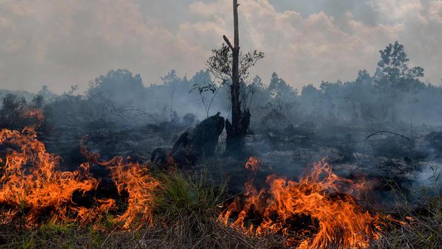 Ditetapkan Daerah Siaga Karhutla, Jikalahari Sebut Kinerja Gubernur Riau Lemah