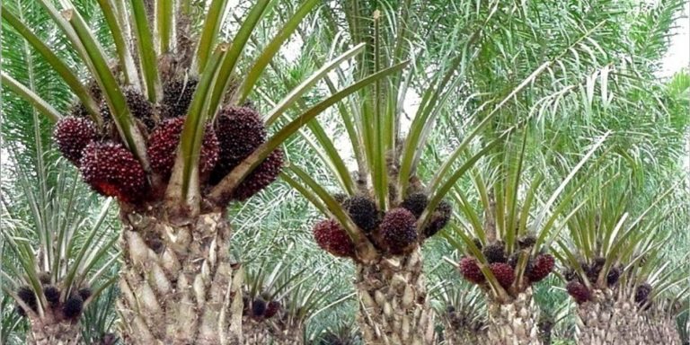 Pemerintah Siapkan Anggaran Rp6,11 Triliun untuk Replanting 180.000 Hektar Kebun Sawit