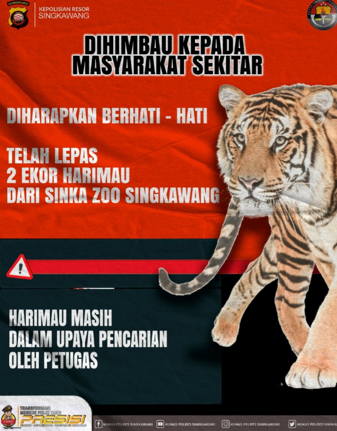 Dua Harimau Lepas, Kapolsek Singkawang minta Warga Waspada