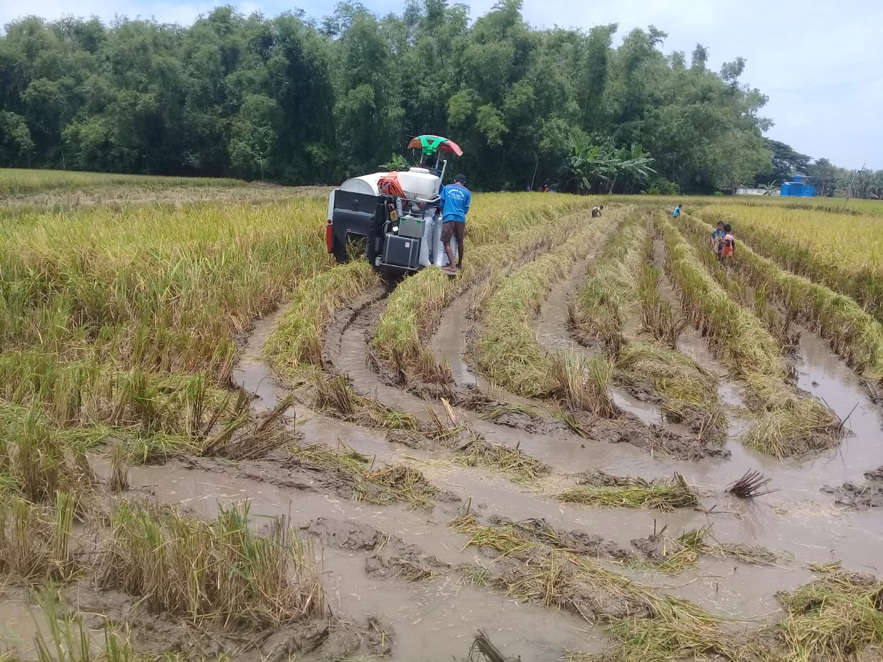 Harga Gabah Terjun Bebas, Petani di Gresik Merugi