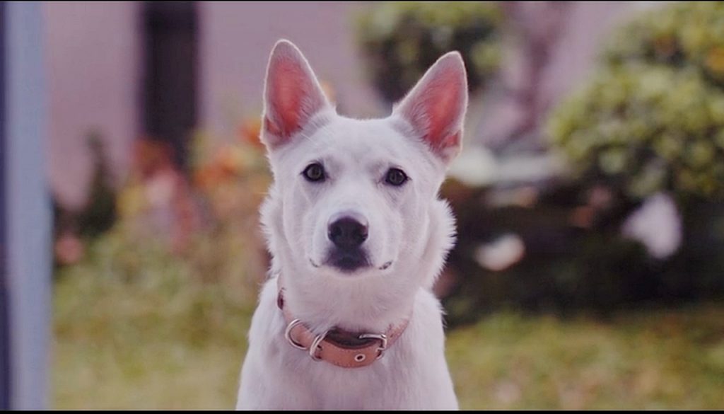 Review Film June & Kopi: Anjing Liar yang Setia dan Istimewa