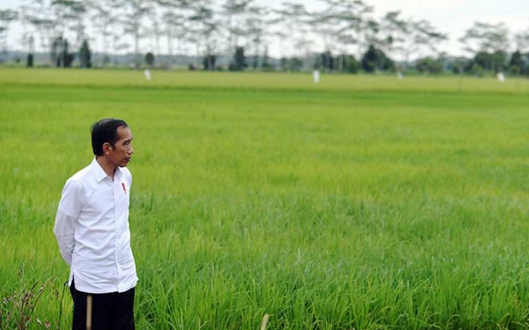 Walhi Sebut Pengembangan Food Estate Kalteng Tidak Mendengar Masukan Masyarakat