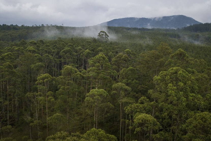 Tindaklanjuti UU Ciptaker, KLHK Formulasikan Aturan Perhutsos di Hutan Jawa