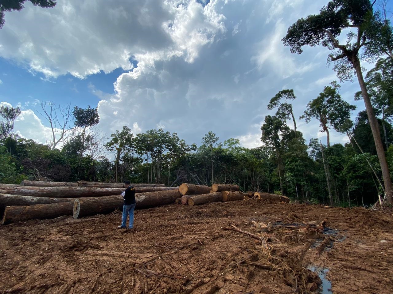 JPIK Tanggapi Pernyataan Ditjen PKTL KLHK Soal Penurunan Deforestasi
