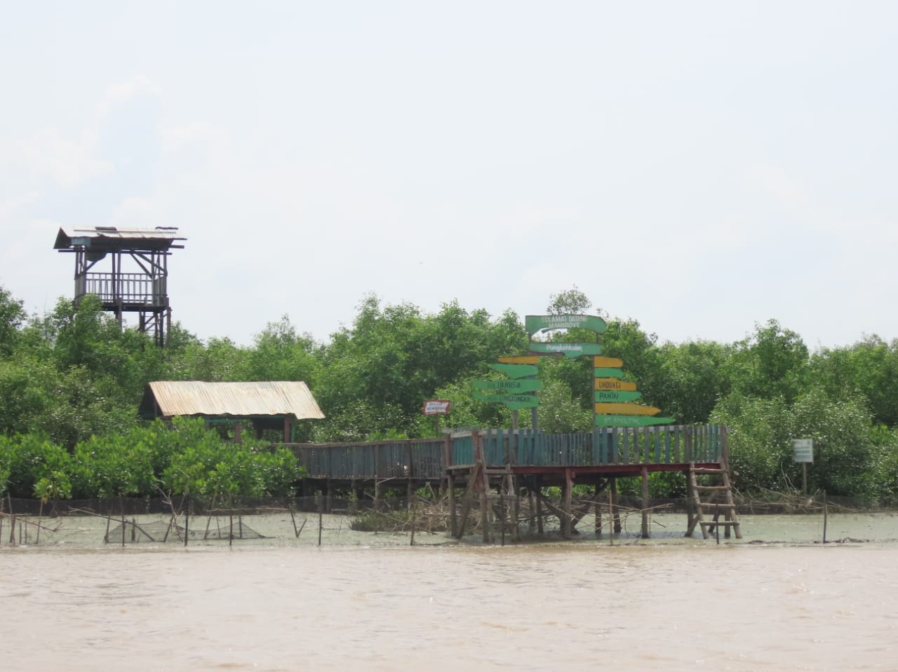Populasi Burung Air Tambah Destinasi Wisata Baru di KEE Mangrove Ujungpangkah Gresik