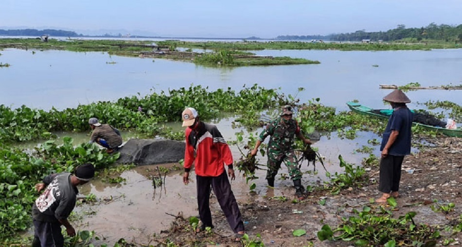 Selamatkan Budidaya Ikan Keramba, TNI dan Warga Bersihkan Eceng Gondok di Waduk Mrica