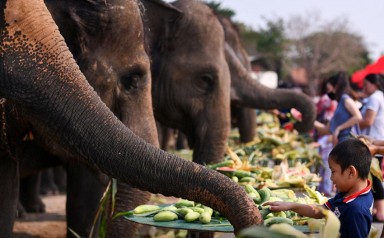 Perayaan Hari Gajah, Thailand Harap Pariwisata Bangkit