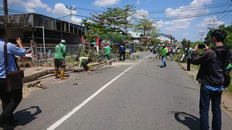 Dinas PUPR Kabupaten Kubu Raya Rutin Pangkas Pohon Tiap Pekan