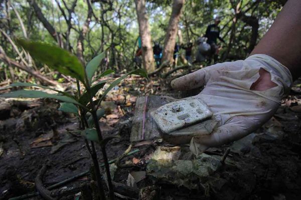 Bersih-Bersih Sampah Plastik di Hutan Mangrove