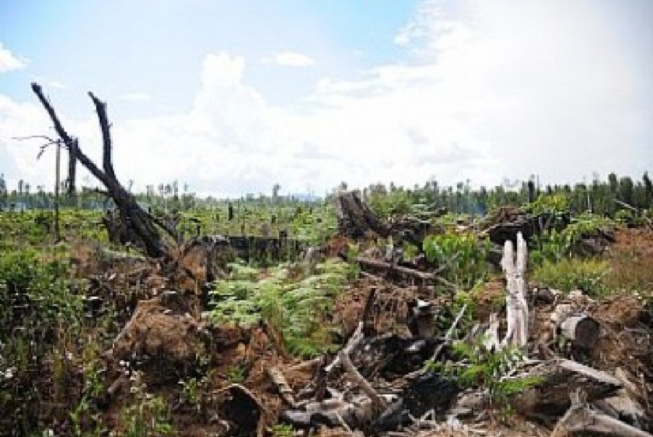 Peneliti KLHK: Hutan Jawa Semakin Mengecil